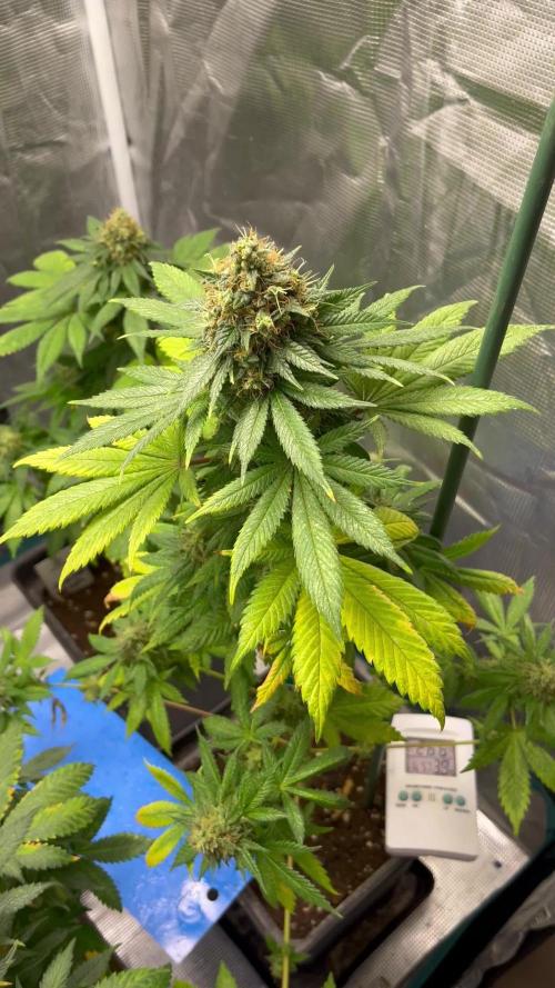 Monster Maker. Sweetseeds