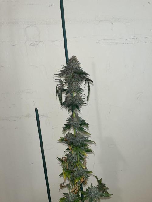 Monster Maker. Sweetseeds. Week 16