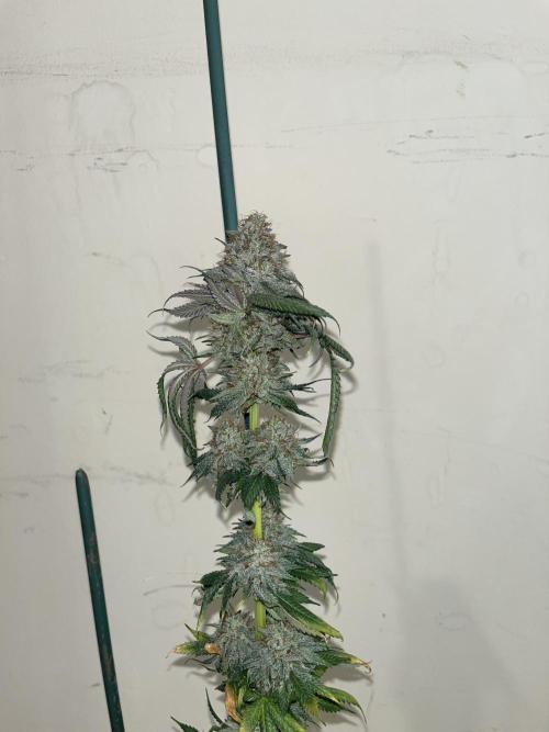 Monster Maker. Sweetseeds. Week 16