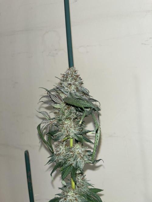 Monster Maker. Sweetseeds. Week 16