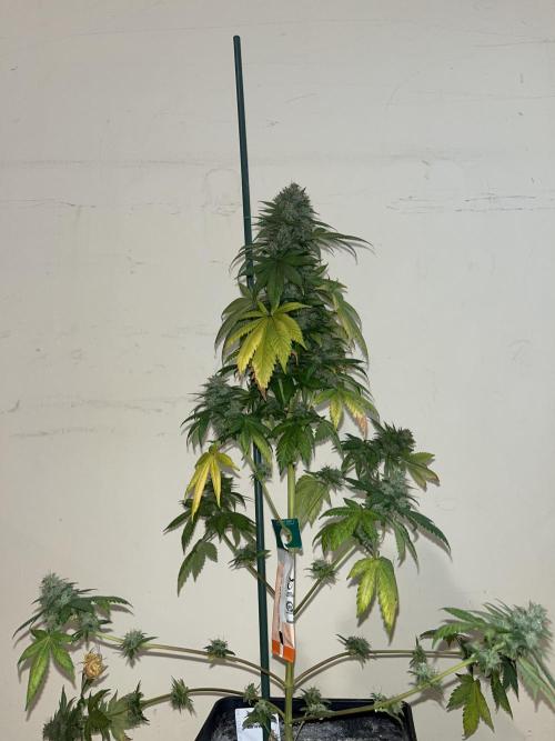 Monster Maker. Sweetseeds. Week 16
