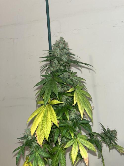 Monster Maker. Sweetseeds. Week 16