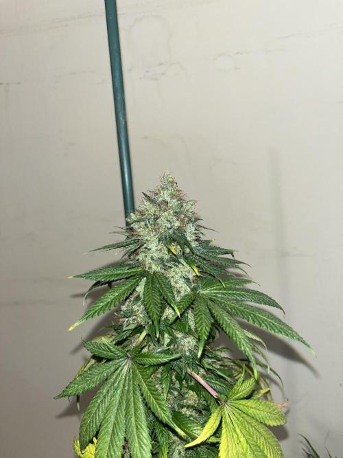 Monster Maker. Sweetseeds. Week 16