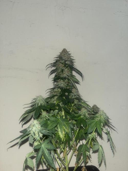 Monster Maker. Sweetseeds. Week 16