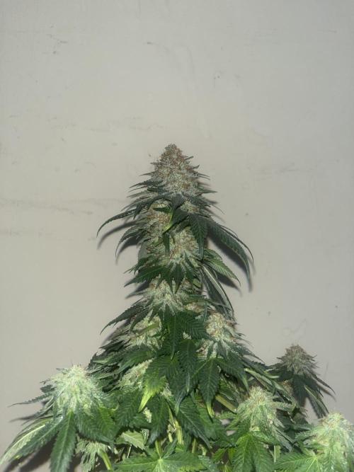Monster Maker. Sweetseeds. Week 16