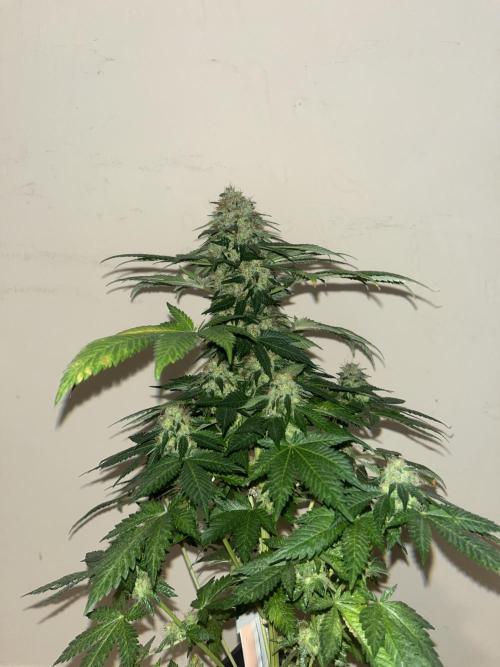 Monster Maker. Sweetseeds. Week 16