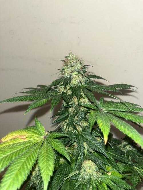 Monster Maker. Sweetseeds. Week 16