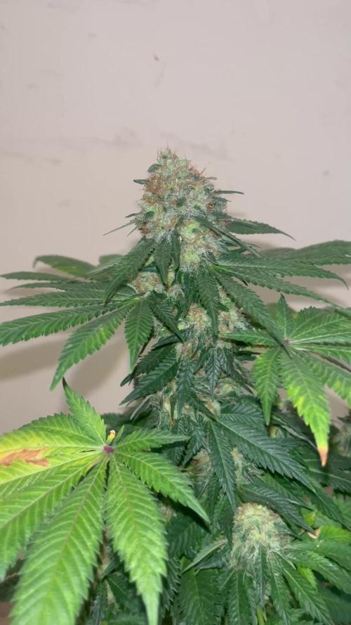 Monster Maker. Sweetseeds