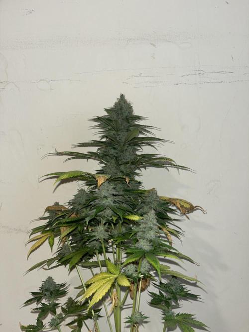 Mental Rainbow fast. Sweetseeds. Week 15
