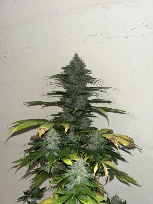 Mental Rainbow fast. Sweetseeds. Week 15