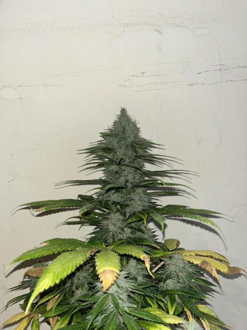 Mental Rainbow fast. Sweetseeds. Week 15