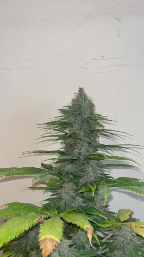 Mental Rainbow fast. Sweetseeds