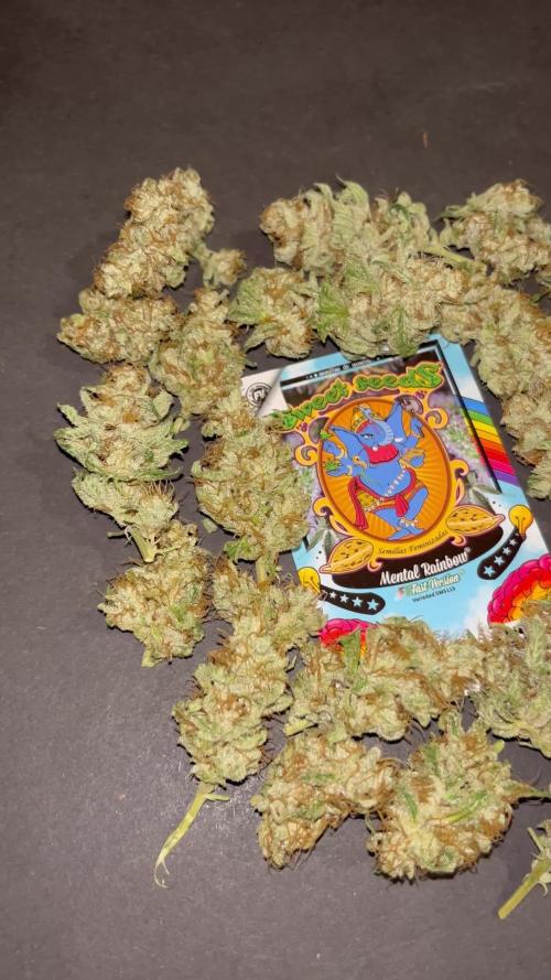Mental Rainbow fast. Sweetseeds