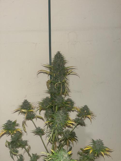 Forbidden Mochi. Seedstockers. Week 15