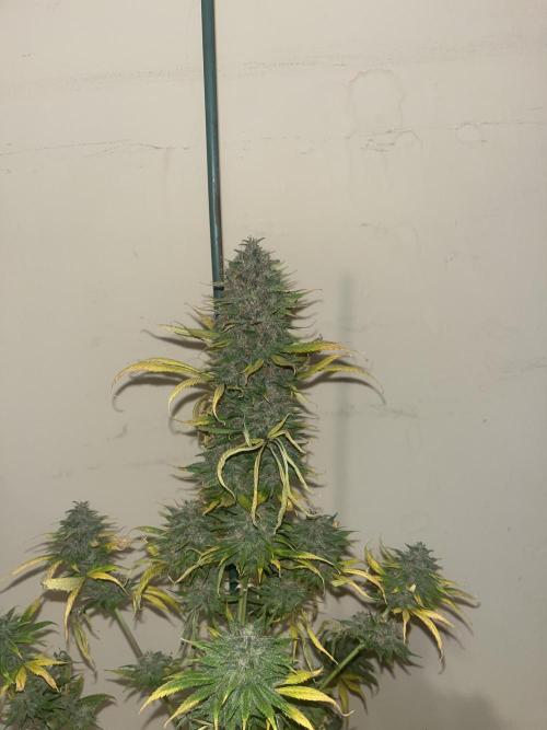 Forbidden Mochi. Seedstockers. Week 15