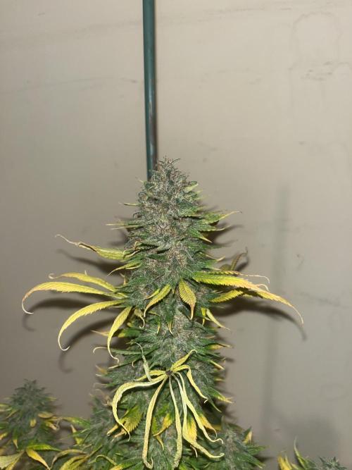 Forbidden Mochi. Seedstockers. Week 15