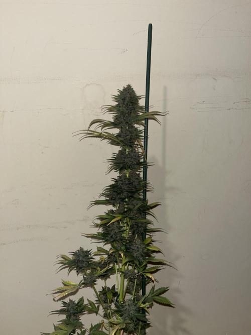 Forbidden Mochi. Seedstockers. Week 15