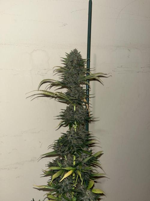 Forbidden Mochi. Seedstockers. Week 15
