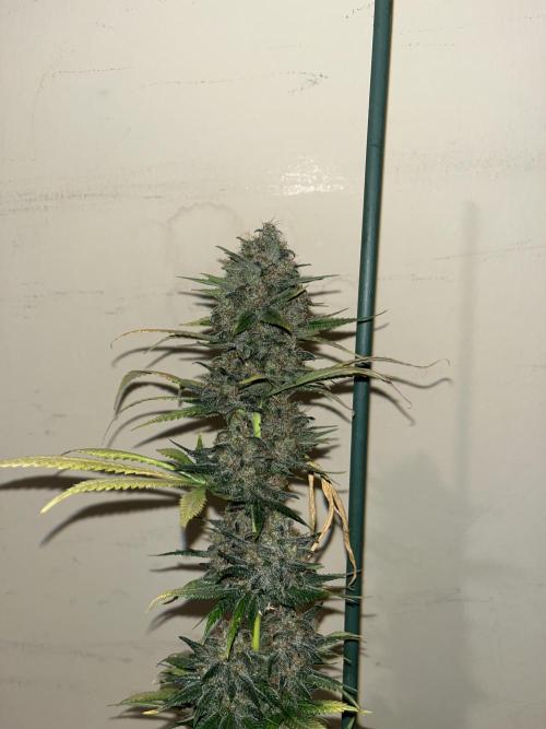 Forbidden Mochi. Seedstockers. Week 15