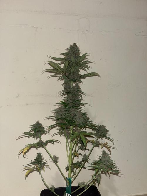 Forbidden Mochi. Seedstockers. Week 15