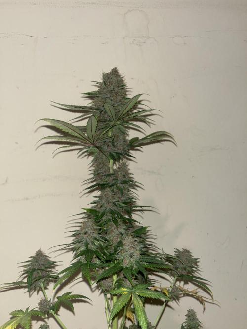 Forbidden Mochi. Seedstockers. Week 15