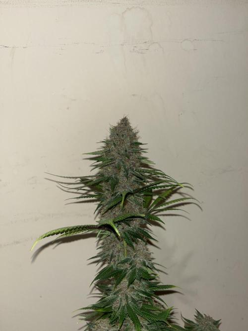 Forbidden Mochi. Seedstockers. Week 15
