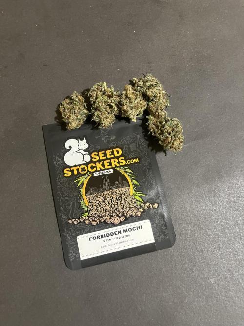 Forbidden Mochi. Seedstockers. Week 15