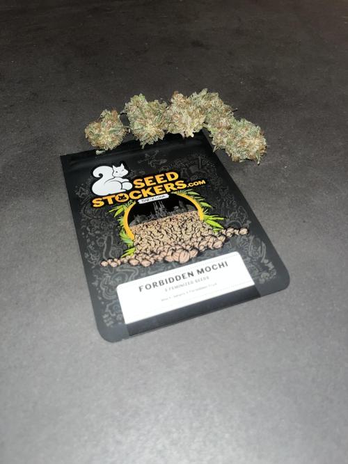 Forbidden Mochi. Seedstockers. Week 15