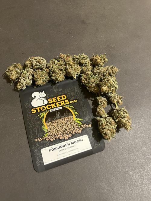 Forbidden Mochi. Seedstockers. Week 15