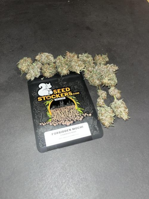 Forbidden Mochi. Seedstockers. Week 15