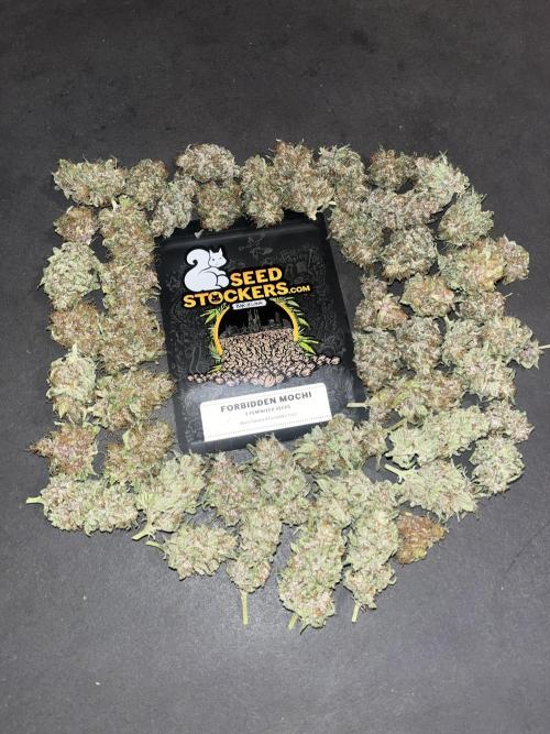 Forbidden Mochi. Seedstockers. Week 15