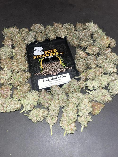 Forbidden Mochi. Seedstockers. Week 15