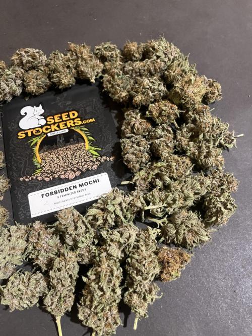 Forbidden Mochi. Seedstockers. Week 15