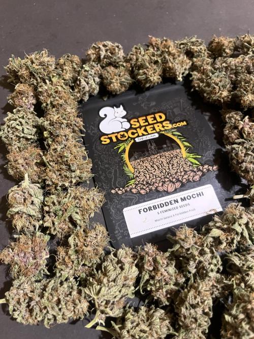 Forbidden Mochi. Seedstockers. Week 15