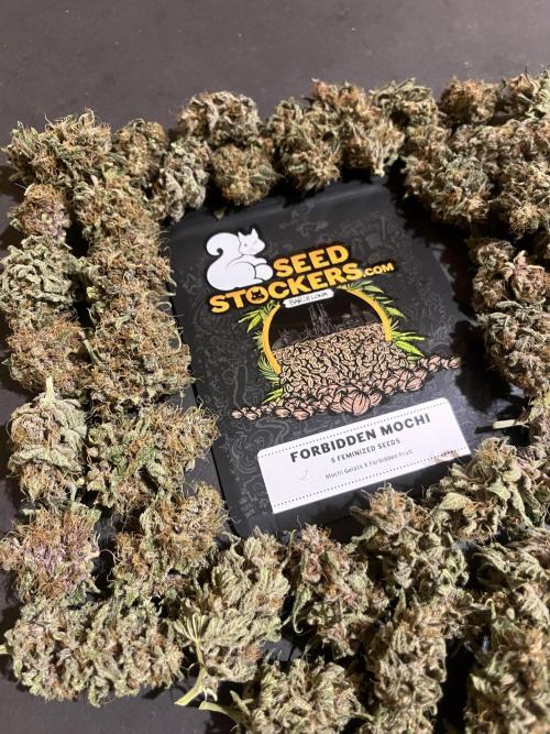 Forbidden Mochi. Seedstockers. Week 15