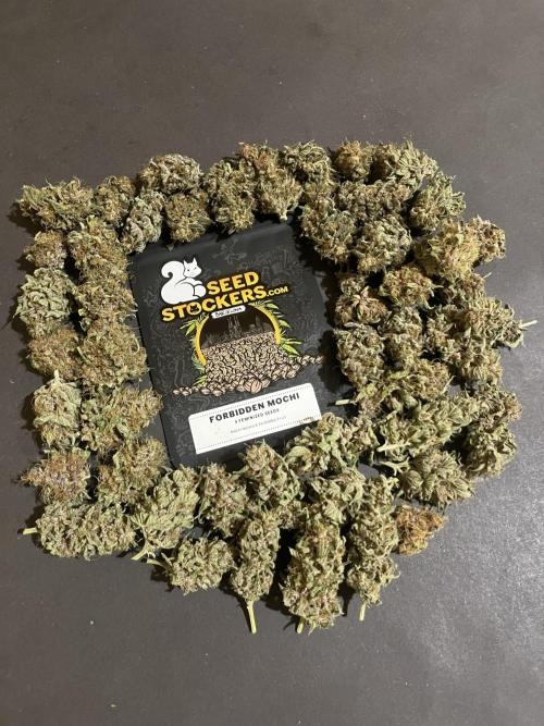 Forbidden Mochi. Seedstockers. Week 15