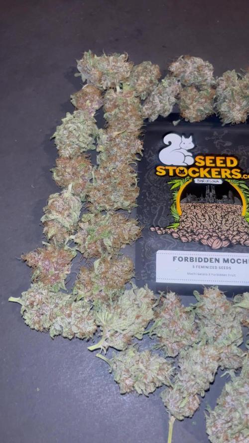 Forbidden Mochi. Seedstockers