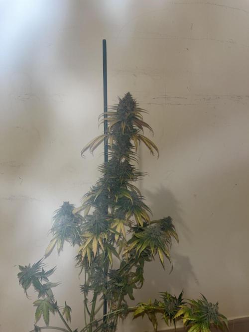 Gorilla Girl F1. Sweetseeds. Week 15