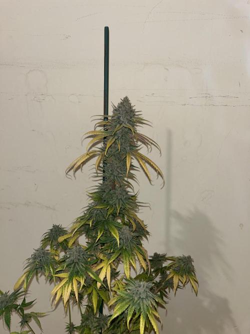 Gorilla Girl F1. Sweetseeds. Week 15