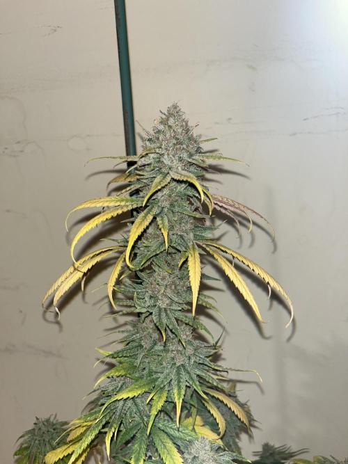 Gorilla Girl F1. Sweetseeds. Week 15