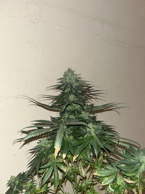 Gorilla Girl F1. Sweetseeds. Week 15