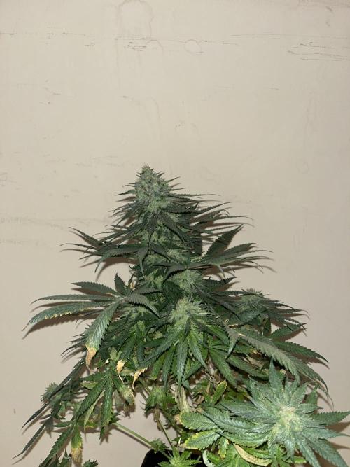 Gorilla Girl F1. Sweetseeds. Week 15