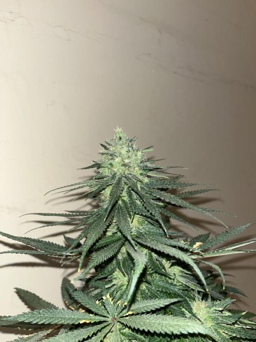 Gorilla Girl F1. Sweetseeds. Week 15
