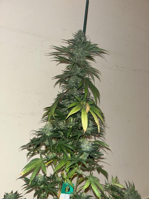 Gorilla Girl F1. Sweetseeds. Week 15