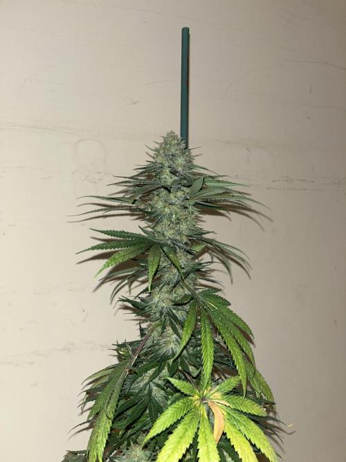 Gorilla Girl F1. Sweetseeds. Week 15