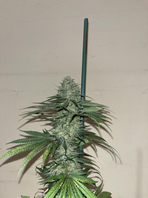 Gorilla Girl F1. Sweetseeds. Week 15