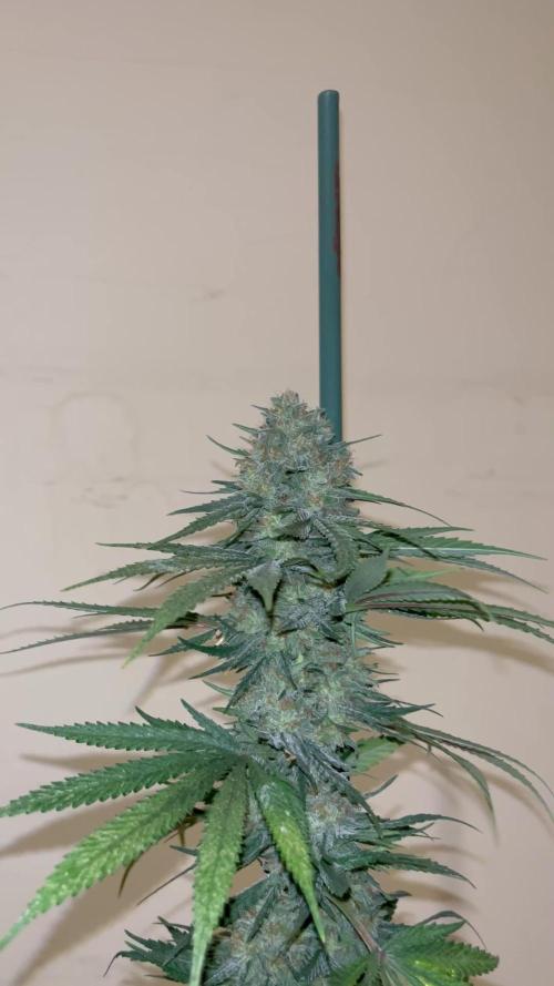 Gorilla Girl F1. Sweetseeds