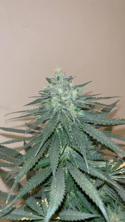 Gorilla Girl F1. Sweetseeds