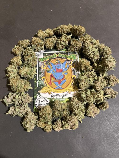 Gorilla Girl F1. Sweetseeds. Week 15
