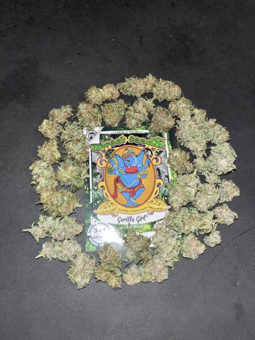 Gorilla Girl F1. Sweetseeds. Week 15